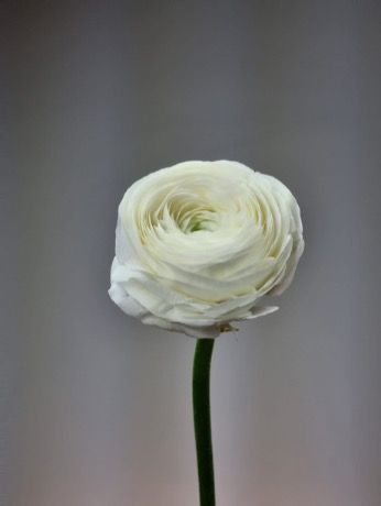 Ранункулюс - соберите букет