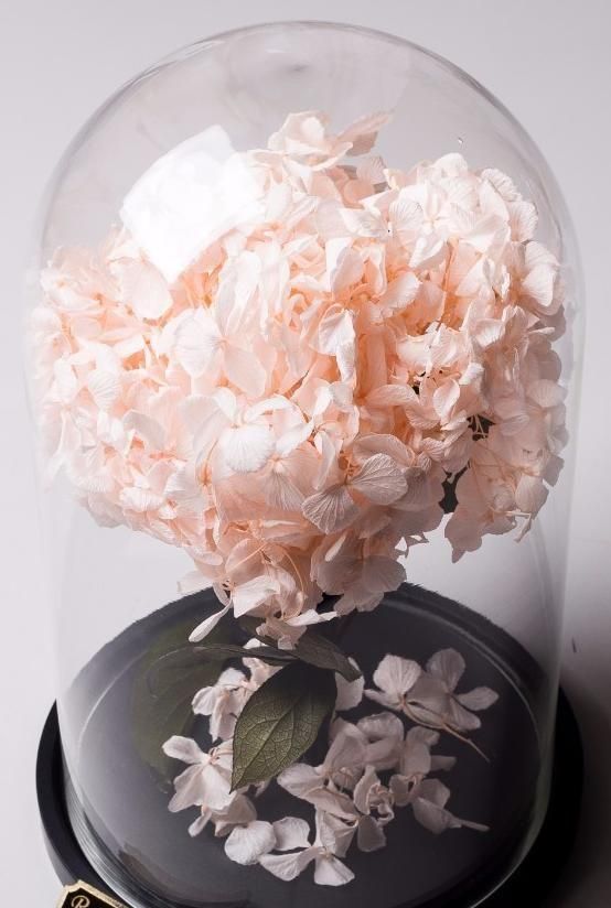 Стабилизированная композиция "Стрелиция"