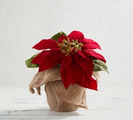 Кристмас три в горшочке