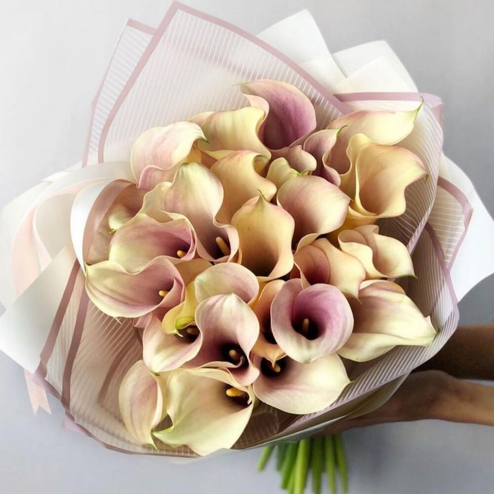 Букет из 29 кремовых калл