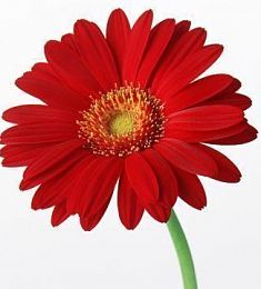 Голландская гербера - соберите букет