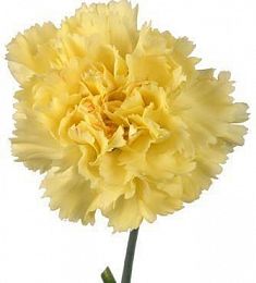 Голландская гвоздика - соберите букет