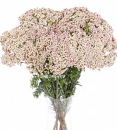 Озотамнус - соберите букет