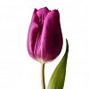 Фиолетовые и сиреневые тюльпаны