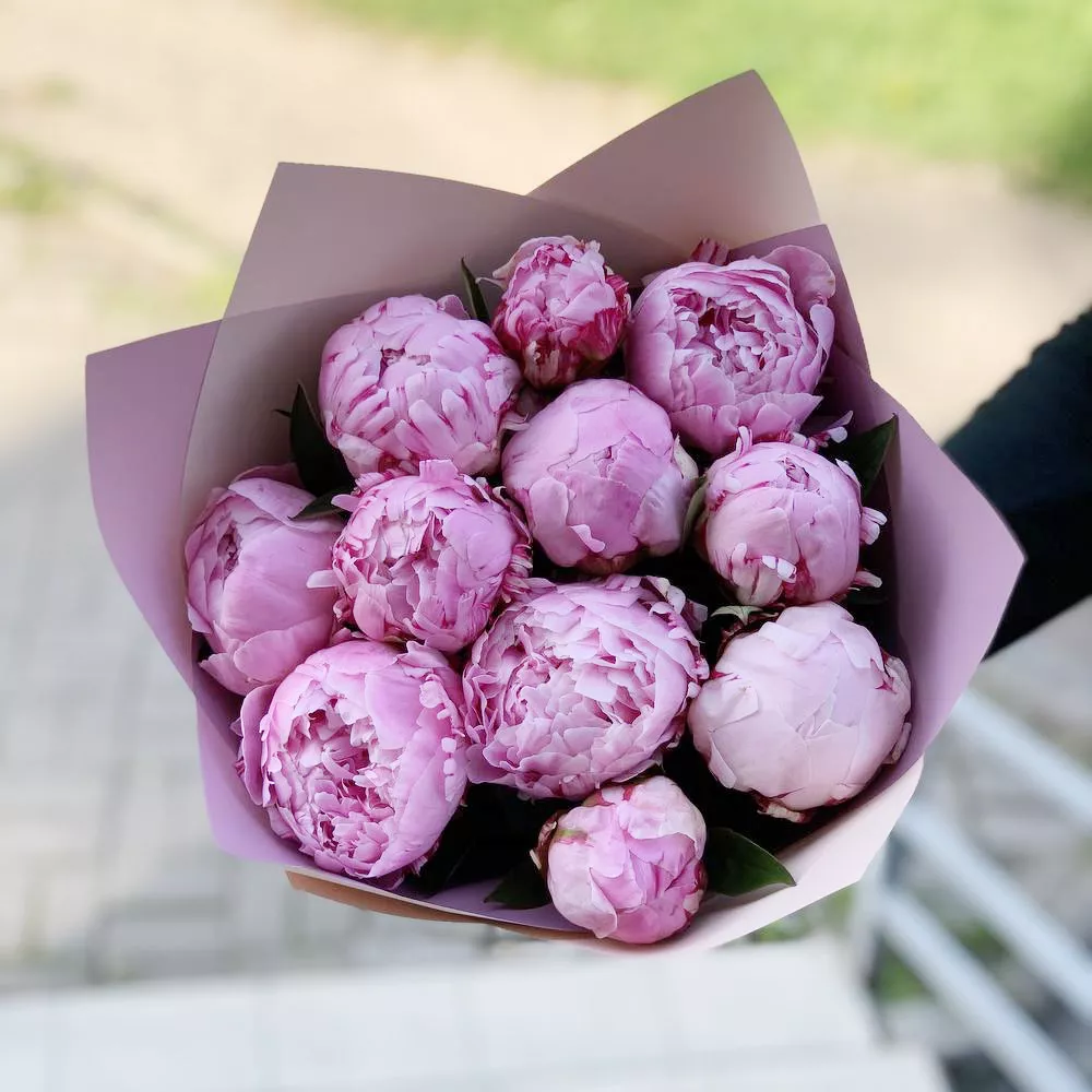 11 розовых голландских пионов в минималистичном оформлении