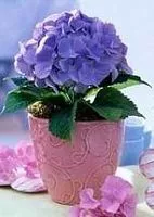 Стабилизированная композиция "Свежесть росы"