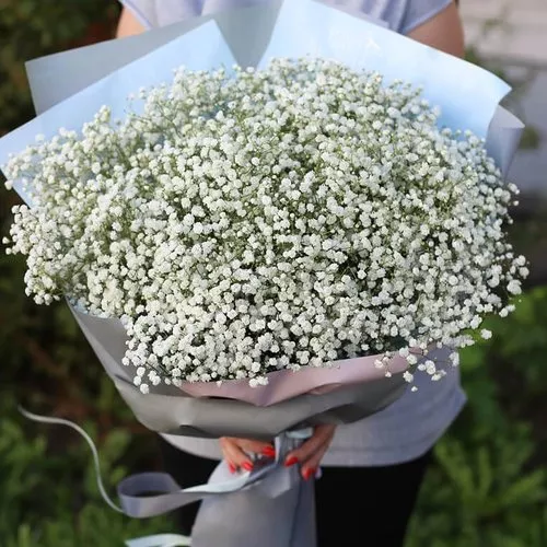 Букет из 15 белых гипсофил