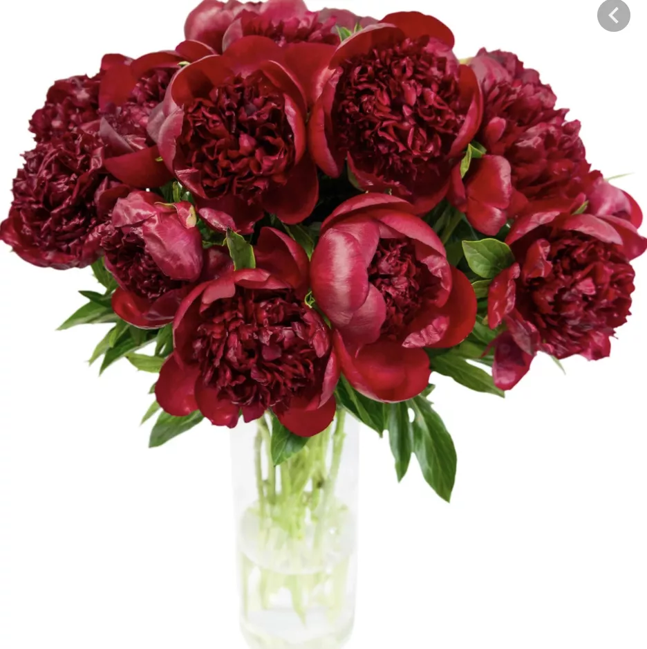 Бордовый голландский пион - Red Sharm