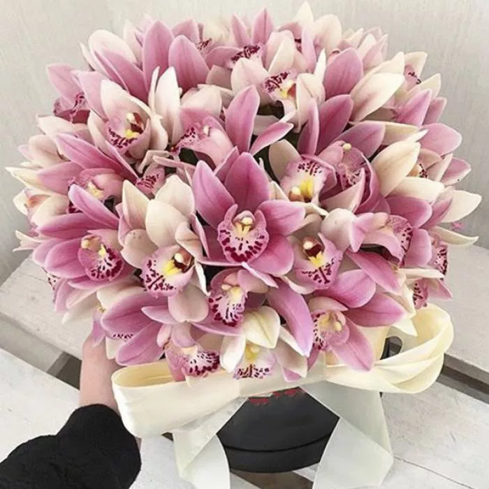51 орхидея в коробке