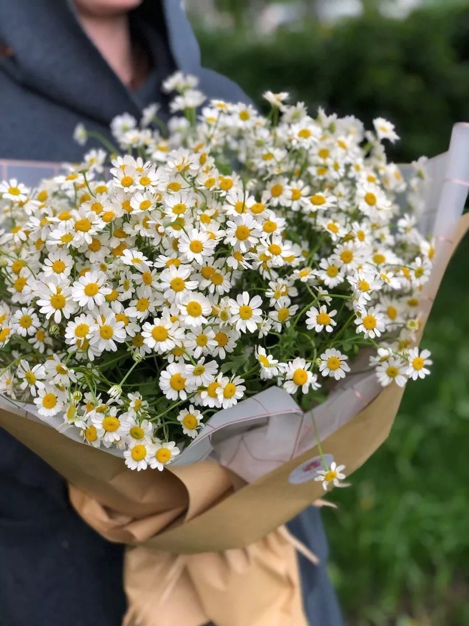 Букет ромашек картинки