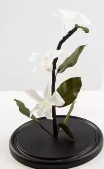 Стабилизированная композиция "Вечная лилия"