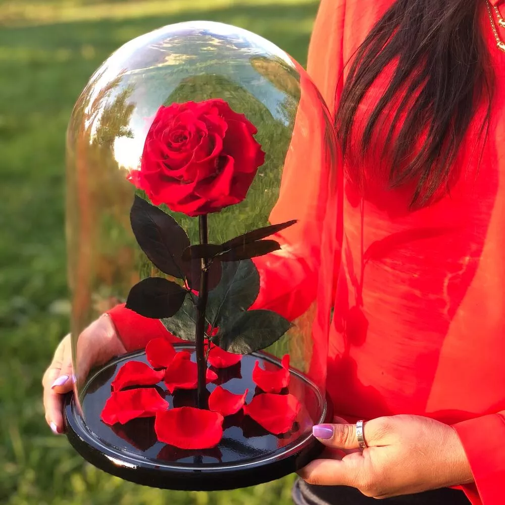 Роза стабилизированная "Белла Роза"