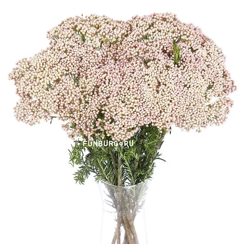 Озотамнус - соберите букет