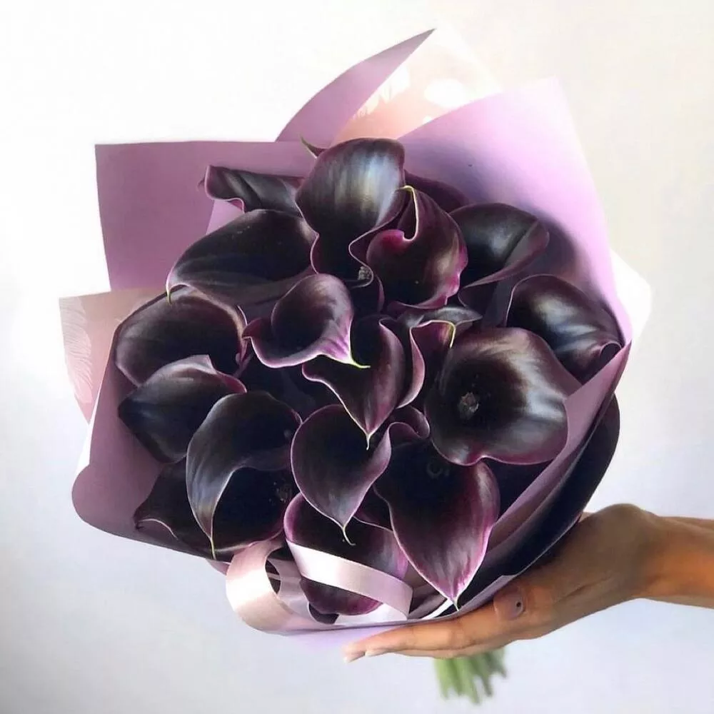 Букет из 19 черных калл