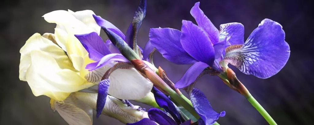 Белый и синий цветы ириса крупным планом