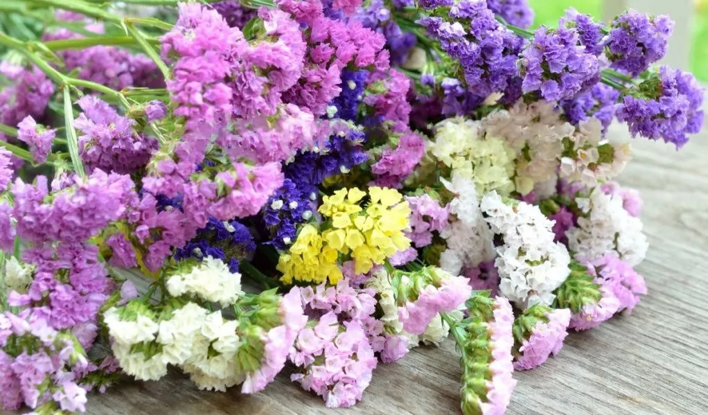 Белые, желтые, розовые и фиолетовые статицы