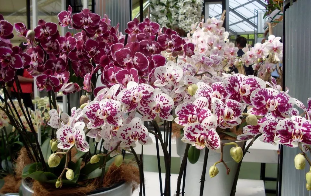 Выращивание орхидей в домашних условиях Выращивание орхидей в домашних условиях