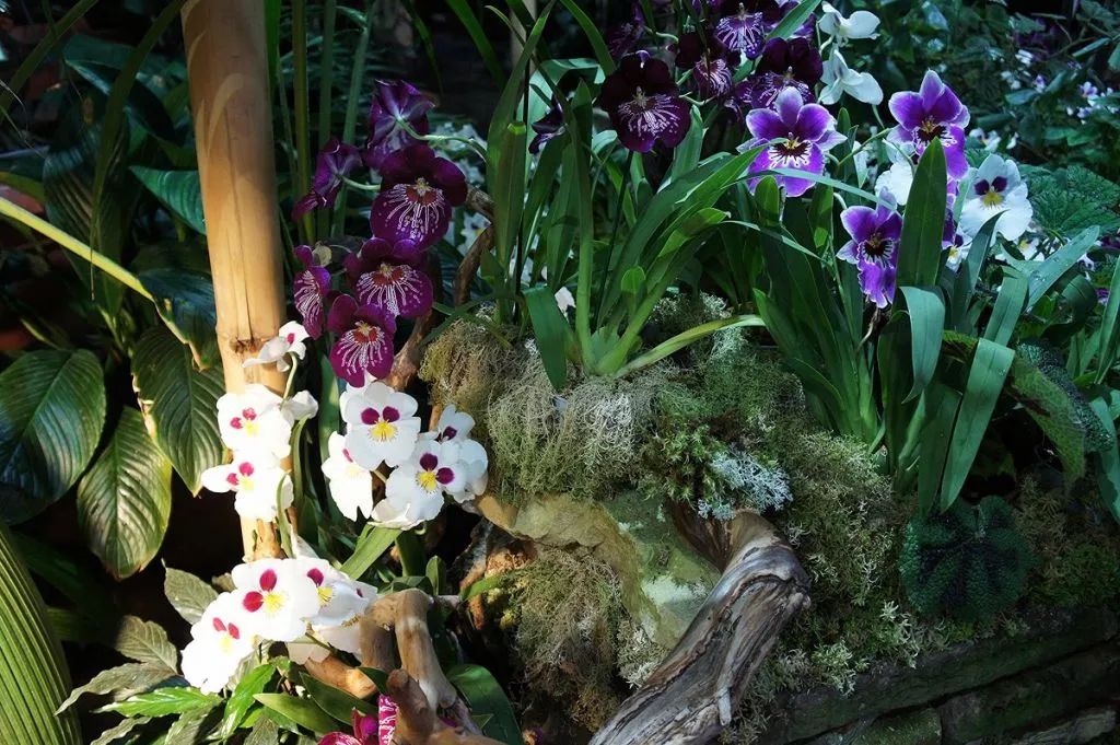 Цветение орхидеи в природе Цветение орхидеи в природе