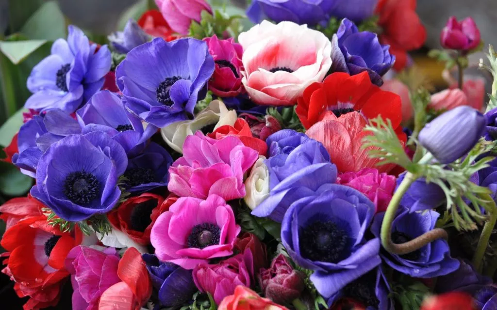 Красные, розовые и фиолетовые анемоны