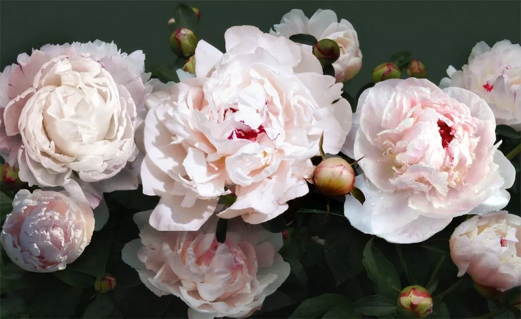 Цветы пионов