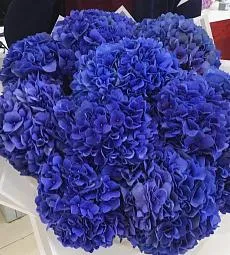 11 синих гортензий в букете
