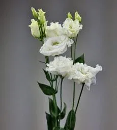 Лизиантус (Голландия) - соберите букет