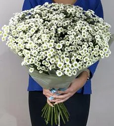 Букет из 25  белых кустовых хризантем сантини