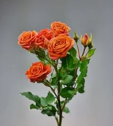 Голландская спрей роза - соберите букет