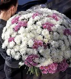 Букет из 101 кустовой хризантемы балтика