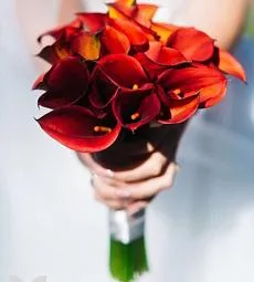 Букет невесты из 27 красных калл