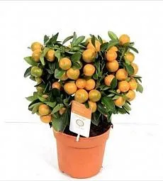 Лимон в горшке