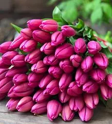 Букет "Малиновый рай" из 49 тюльпанов