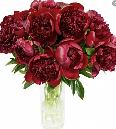 Бордовый голландский пион - Red Sharm