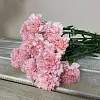 Букеты розовых гвоздик