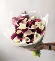 Букет из 31 белой и красной каллы 