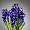 Букеты гиацинтов по количеству