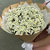 Букеты ромашек по виду/сорту