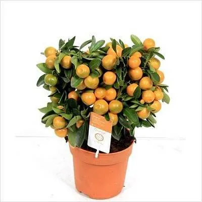 Лимон в горшке 1