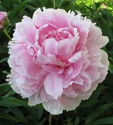 Пион (местный) - соберите букет