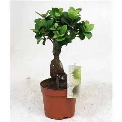 Бонсай Ficus Ginseng 1