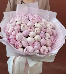 51 голландский пион сорта Сара Бернар в розовом оформлении