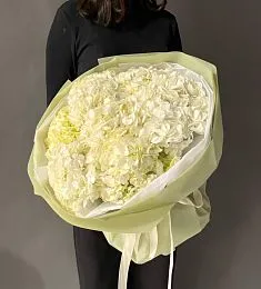 7 белых гортензий