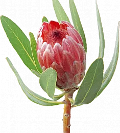 Протея - соберите букет