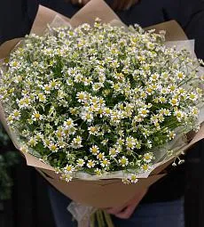 Букет из 25 кустовых ромашек
