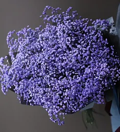 Букет из 15 синих гипсофил