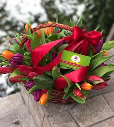 35 голландских тюльпанов в корзине