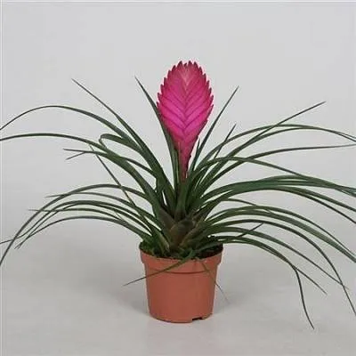 Тиландсия Tillandsia Cyanea 1