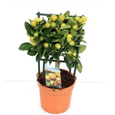 Лимон в горшке 1