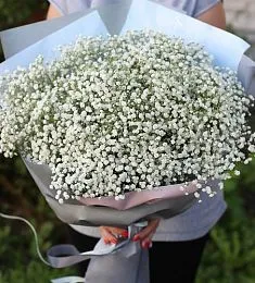 Букет из 15 белых гипсофил