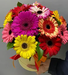 21 гербера в коробке